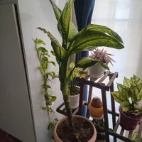 گل دیفن باخیا وآگلونما