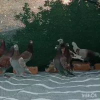 کفتر سوسنی غوره ای همه نر|پرنده|داراب, |دیوار