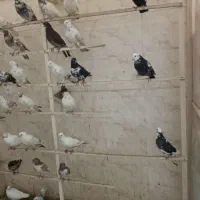 کبوتر|پرنده|ارومیه, |دیوار