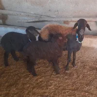 میش افشارجوان بادوبره جنس دارنروماده|حیوانات مزرعه|گرمسار, |دیوار