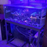 آکواریوم فارم مرجانی|ماهی|شیراز, صنایع الکترونیک|دیوار