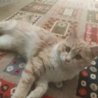 گربه 5ماهه بازیگوش واکسن وقرص انگل خورده