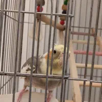 عروس هلندی به همراه قفس و ملزومات