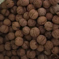 گردوی استانه پوست کاغذی