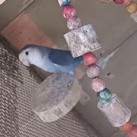 کوتوله برزیلی