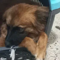 اشمیتز ژرمن