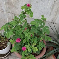 کابینت و فرش و دراور