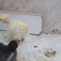 جوجه و مرغ و خروس لاری بوقلمون|حیوانات مزرعه|زابل, |دیوار