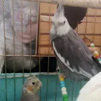 عروس هلندی سلام