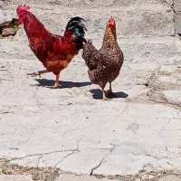 فروش دو عدد مرغ و خروس جوان