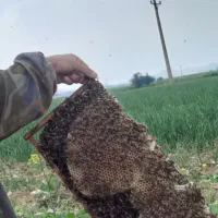 عسل طبیعی گون
