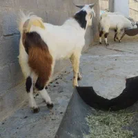 کهره نر خانگی