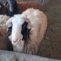 فروش قوچ ترکی بلداجی