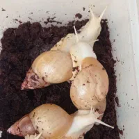 حلزون|خزنده|مرند, |دیوار