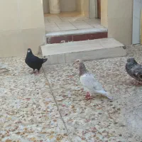 چهار کبوتر برای فروش