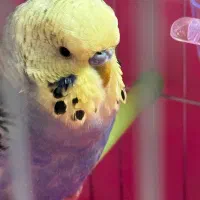 مرغ عشق انگلیسی|پرنده|یزد, |دیوار