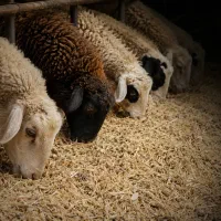 خوراک حیوانات مزرعه ( خوراک کامل)