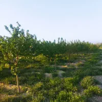 باغ با موقعیت بسیار خوب