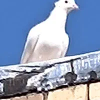 نر کاکلی|پرنده|شهر بابک, |دیوار