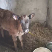 گاو شیر ده|حیوانات مزرعه|تالش, هشتپر|دیوار