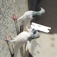 فروش کبوتر