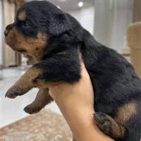 توله روتوایلر درجه یک