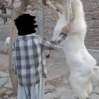 بز و نربز گلابی|حیوانات مزرعه|خاش, |دیوار