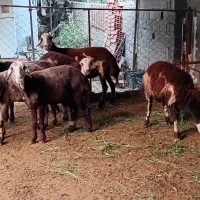 ۵راس میش پلنگی بروجردی ابستن با دوتا بره قوچ پلنگی|حیوانات مزرعه|نکا, |دیوار