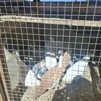 کبوتر پرشی و تهرانی