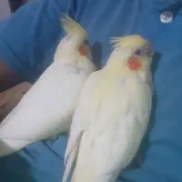 عروس هلندی لوتینو|پرنده|لیسار, |دیوار