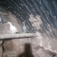 کبوترسار|پرنده|کاشمر, |دیوار