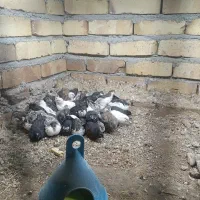 جوجه بلدرچین مینیاتوری