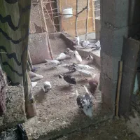 کبوتر پرشی 4 تا 5 و زینتی