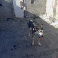 سگ هاسکی|سگ|نیشابور, گنبد سبز|دیوار