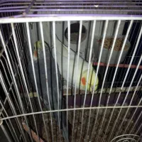 ۲ تا عروس بالغ|پرنده|اردبیل, |دیوار