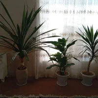 گل طبیعی|گل و گیاه طبیعی|خرامه, |دیوار