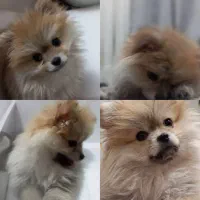 پامرانین اصیل ۴ ماهه