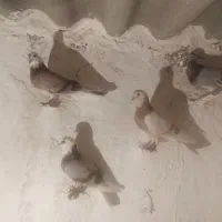 کفتر|پرنده|اردبیل, |دیوار