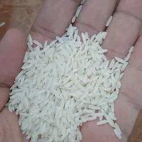 برنج طارم هاشمی