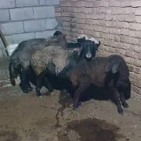 یه جفت میش وبره.جنس دار.جوان.دوقلو.بره ها بزرگ