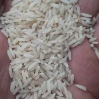 برنج  ایرانی دم سیاه کلات ونیمه