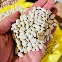 حبوبات عدس ریز کانادایی کیفیت بسیار خوب|خوردنی و آشامیدنی|اصفهان, جلالیه|دیوار