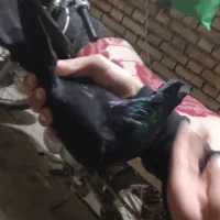 کفتر زاغ درجه یک|پرنده|امیدیه, |دیوار