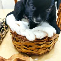 پامر اشپیتز نر