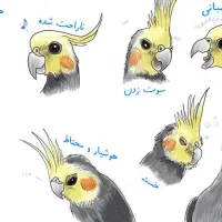 عروس هلندی پیدا شده