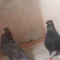 کبوتر قهوی چش نوک سفید