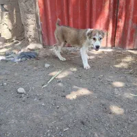 شاه توله الابای  شش انگشت  به شرط