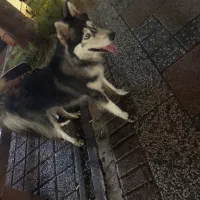 سگ هاسگی مالاموت|سگ|رشت, یخسازی|دیوار