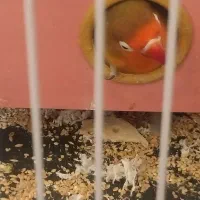 طوطی کوتوله|پرنده|اصفهان, کوی ولی عصر|دیوار