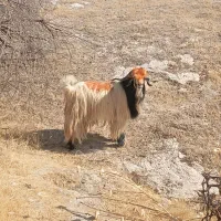 برای فروش